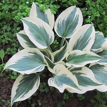 Хоста Hosta ‘Blue Ivory’